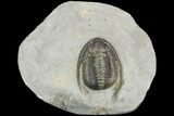Cornuproetus Trilobite Fossil - Ofaten, Morocco #126289-2